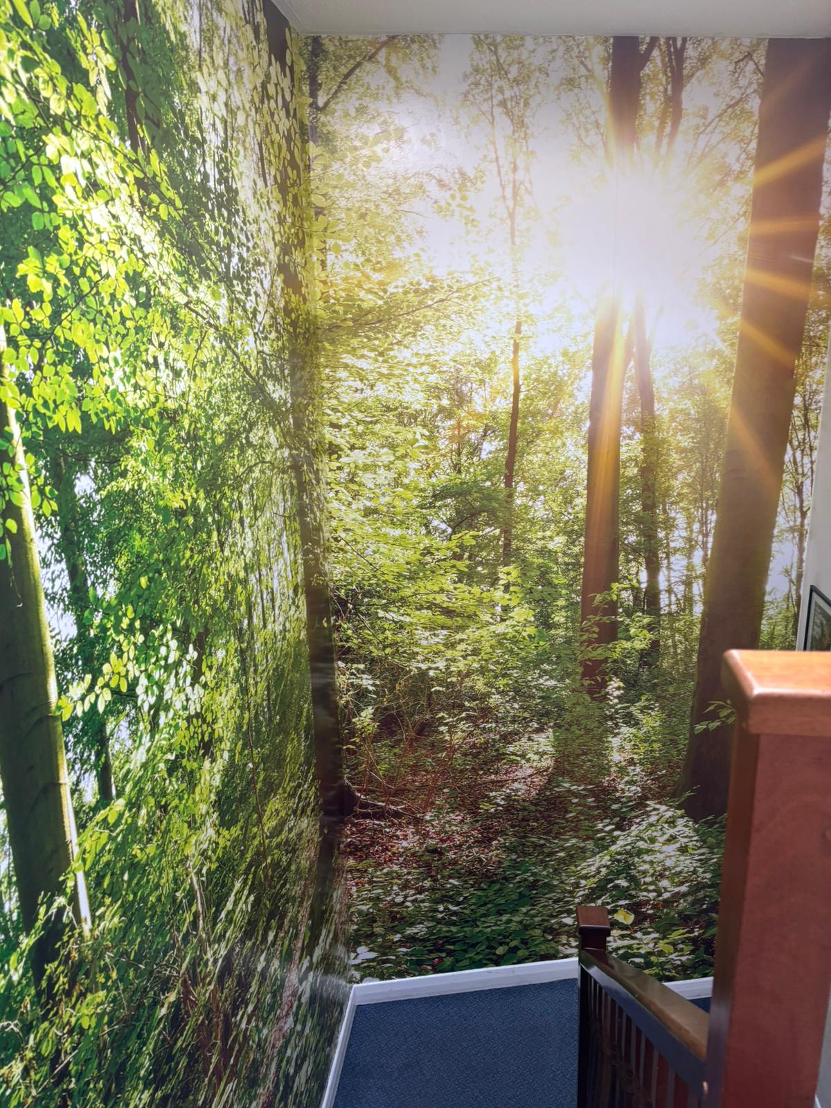 Wall mural – woodland sunlight